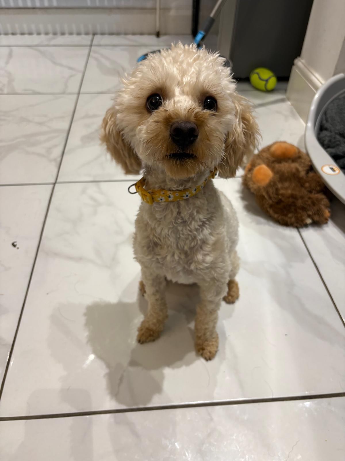 Bella, the Pawsons Hill resident Cavapoo
