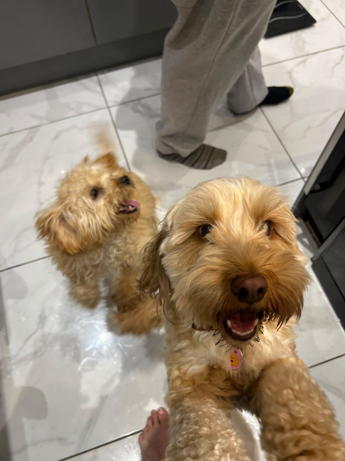 Two Cockapoos waiting for a treat