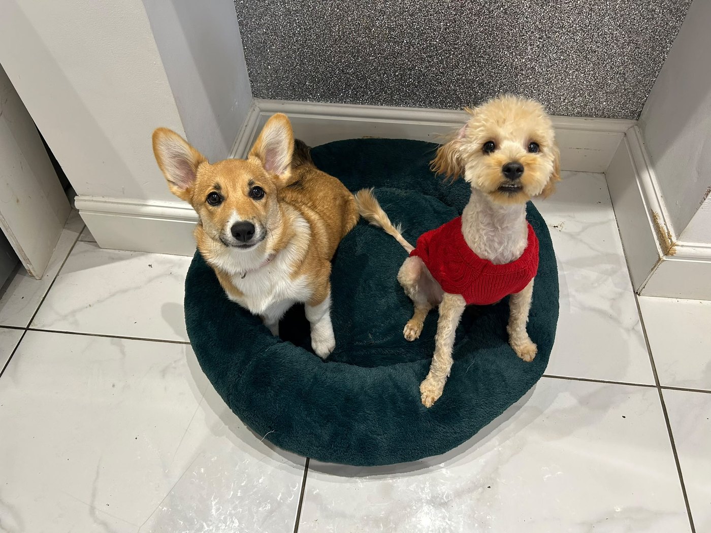 Two happy dogs sharing a bed