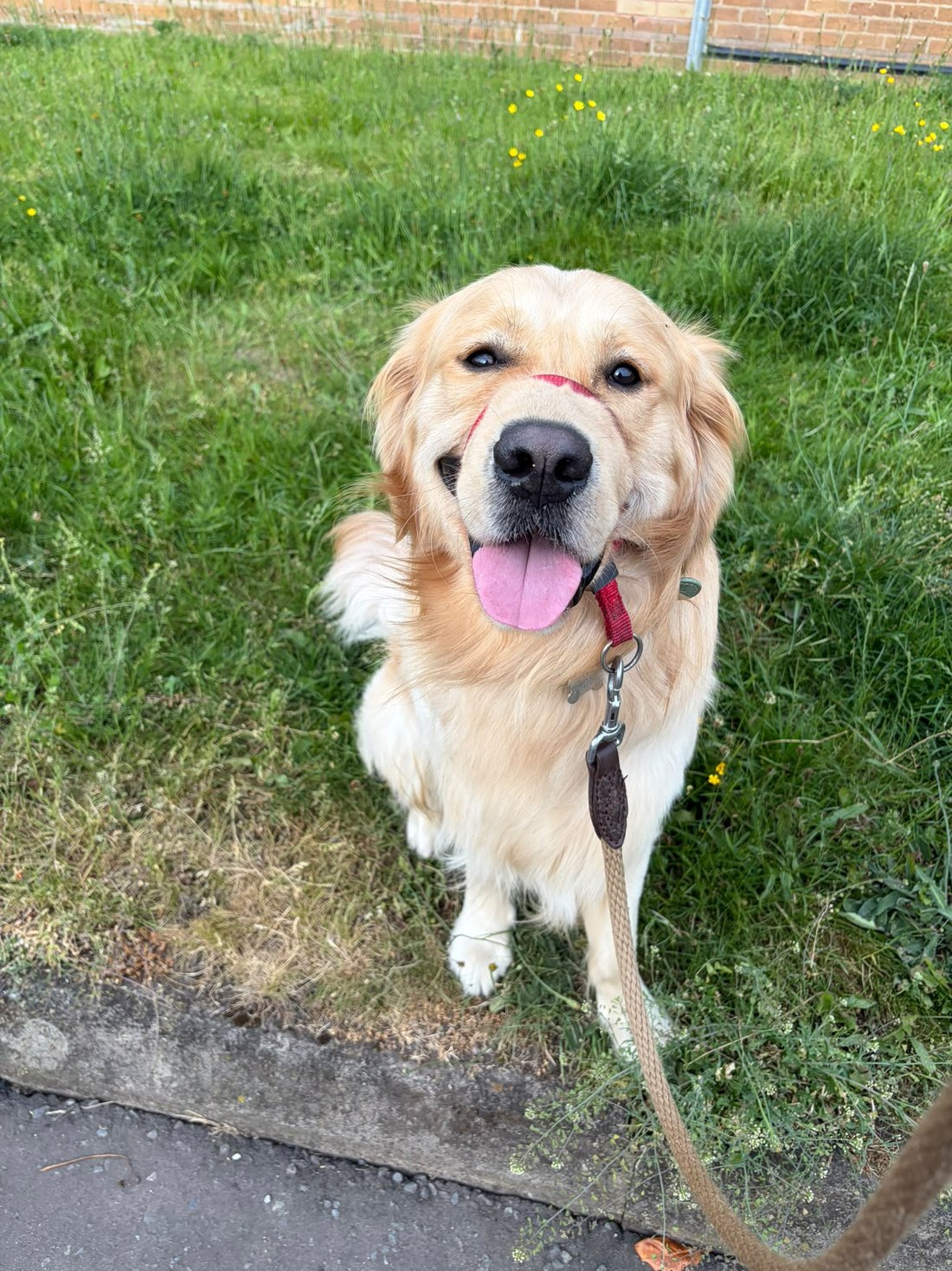 Golden Retriever enjoying a countryside walk