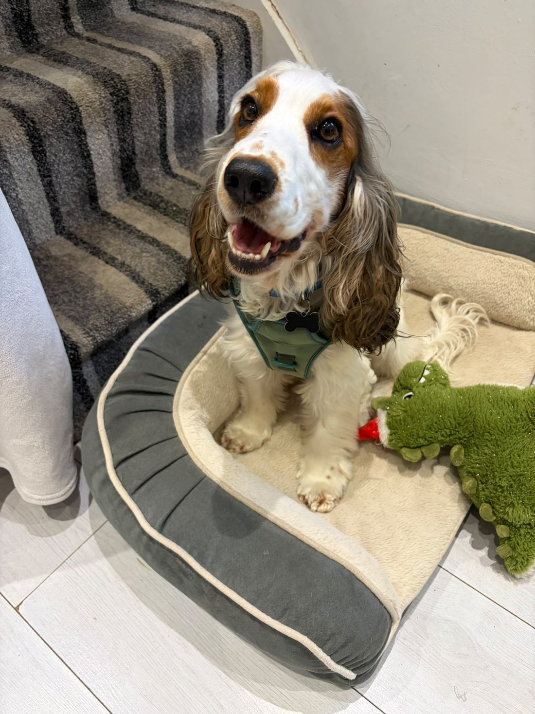 Spaniel relaxing in a dog bed