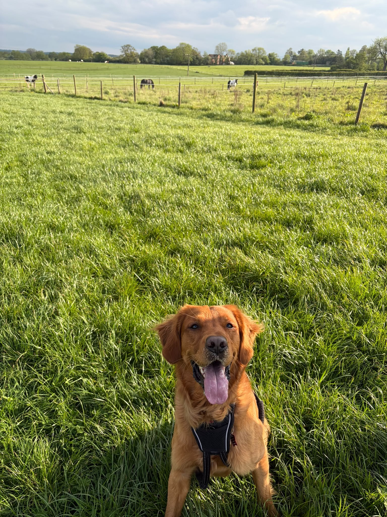 A happy dog enjoying a countryside walk