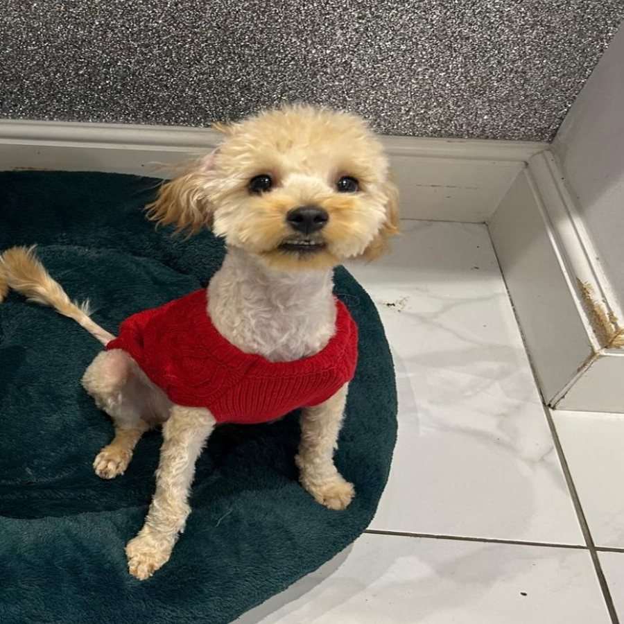 Bella the friendly Cavapoo