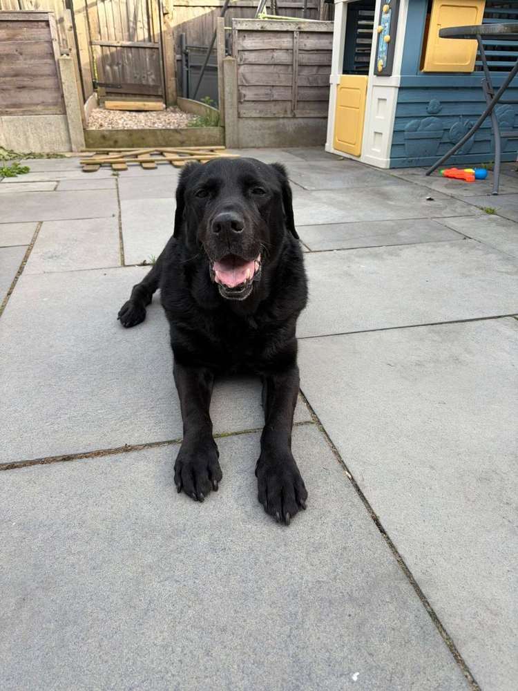Black Labrador relaxing on a patio