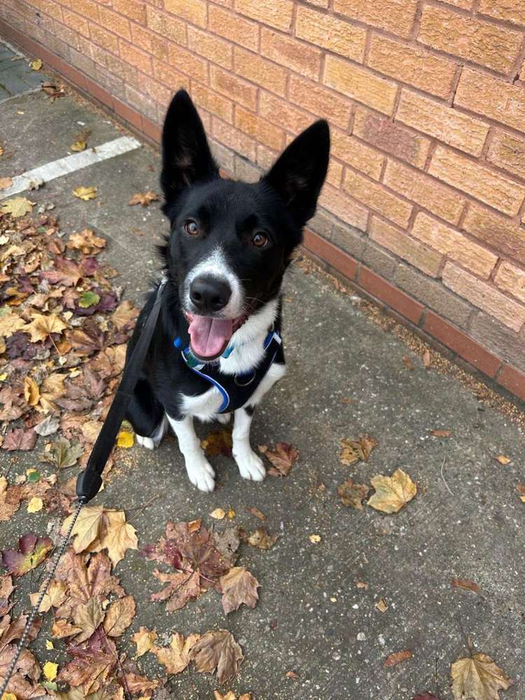 Black and white collie sitting by autumn leaves
