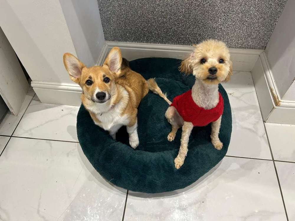 Two small dogs sharing a dog bed