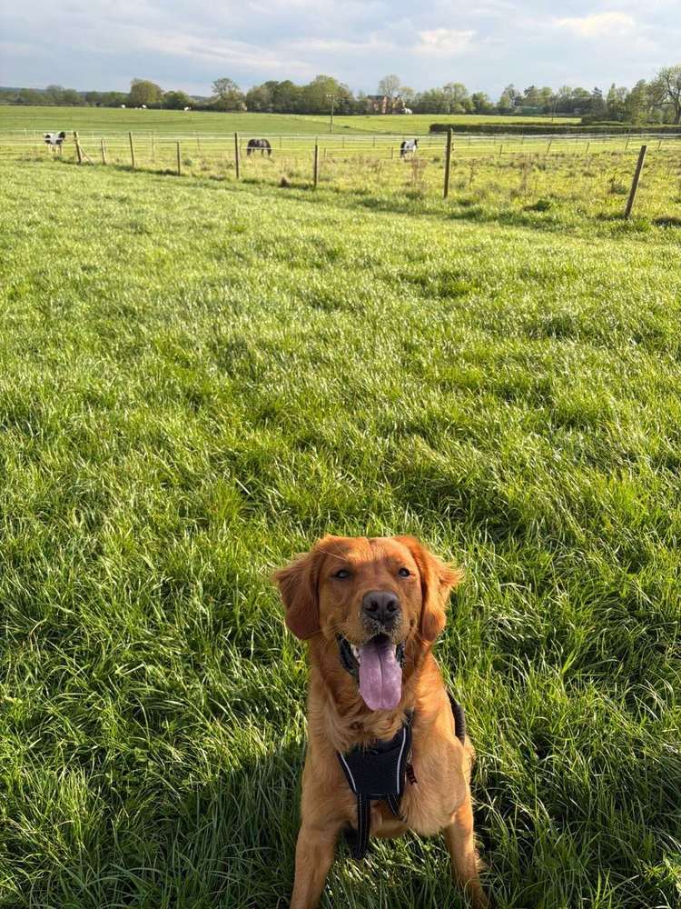 Happy dog in a green field