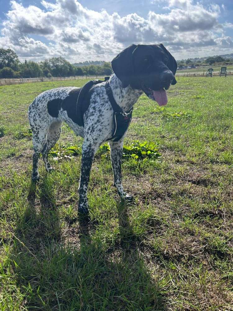Black and white dog standing in a field