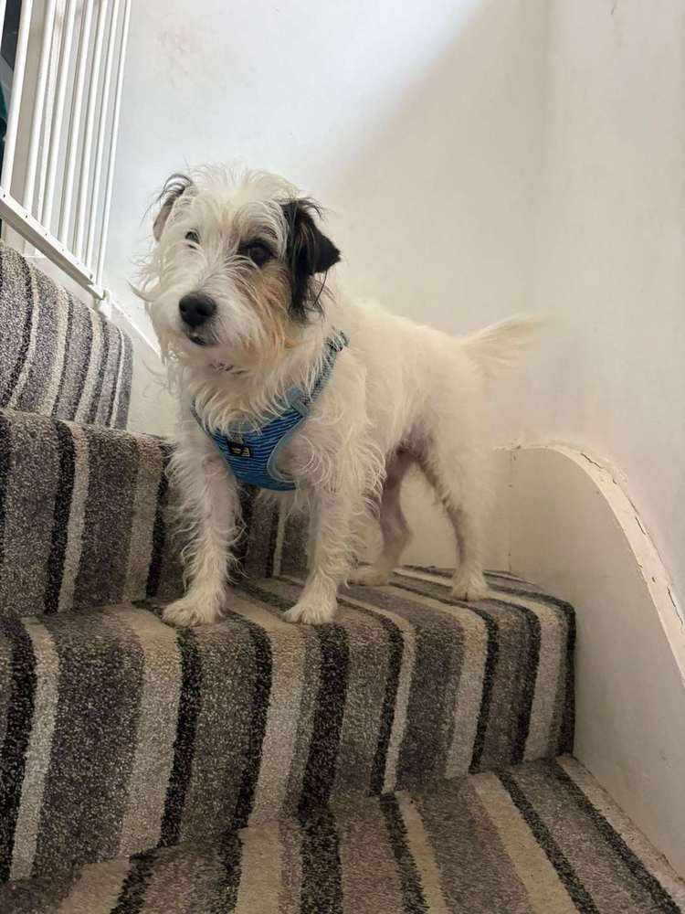 Small white terrier on the stairs